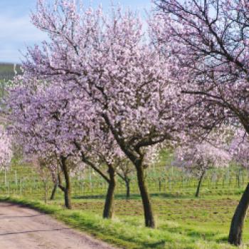 Eine Region sieht rosa - Frühlingserwachen bei der Mandelblüte an der Deutschen Weinstraße - (c) Südliche Weinstraße